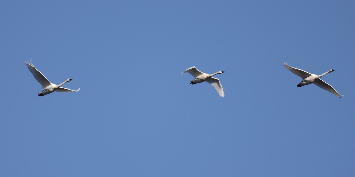 Tundra Swan - ML402086341