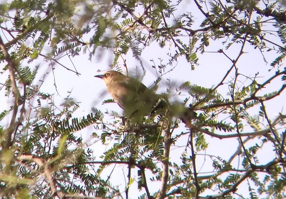 Rusty Blackbird - ML402089071