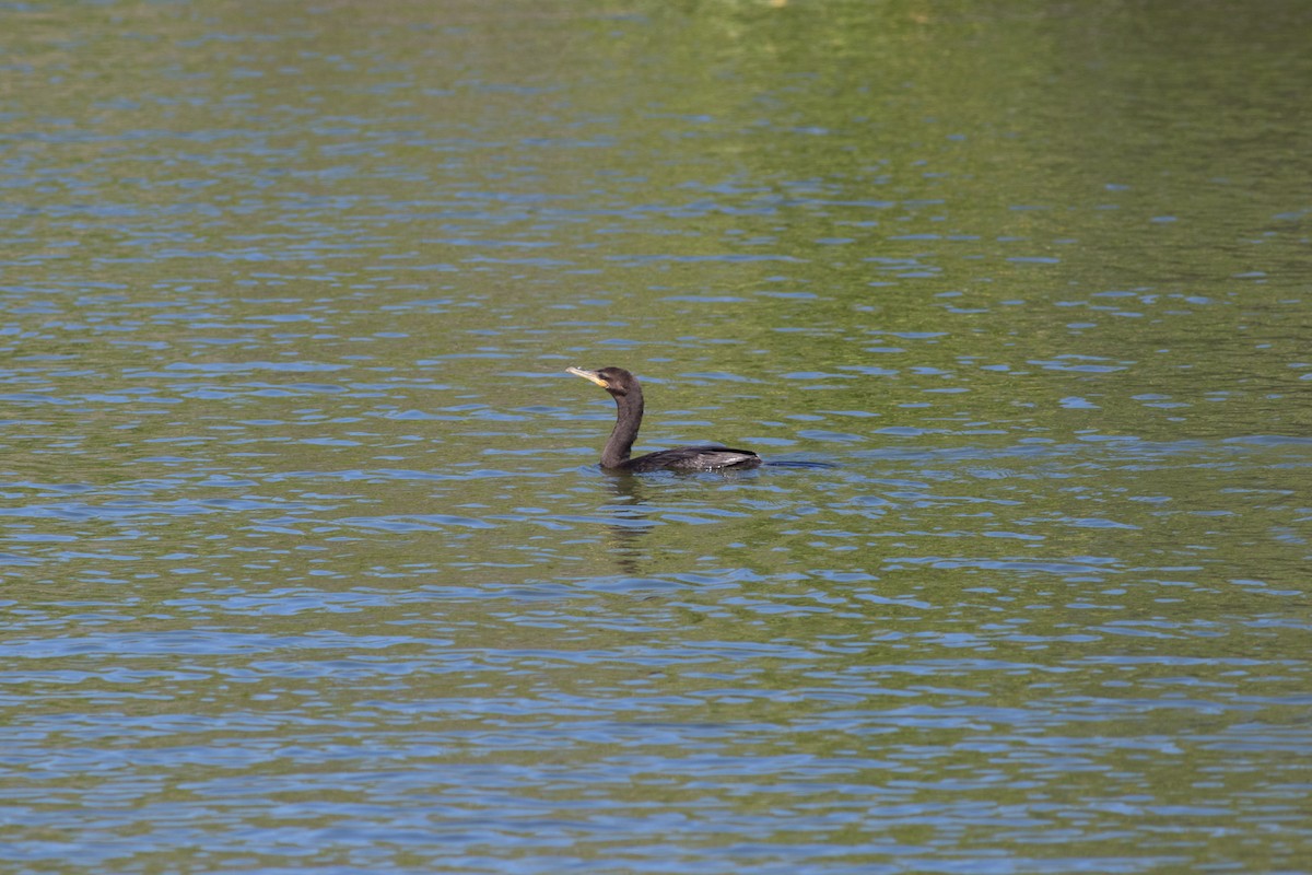 Neotropic Cormorant - Richard Donaldson