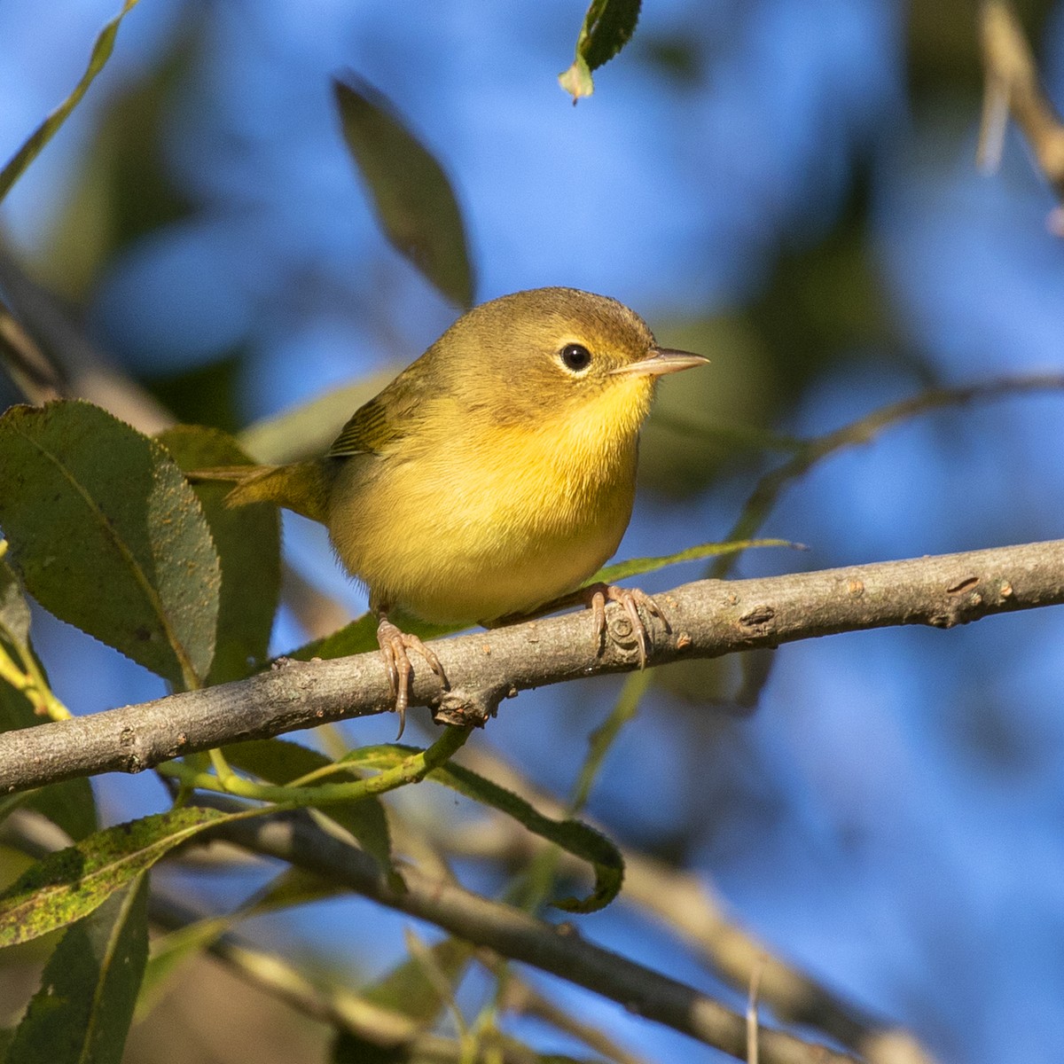 Common Yellowthroat - ML402093641