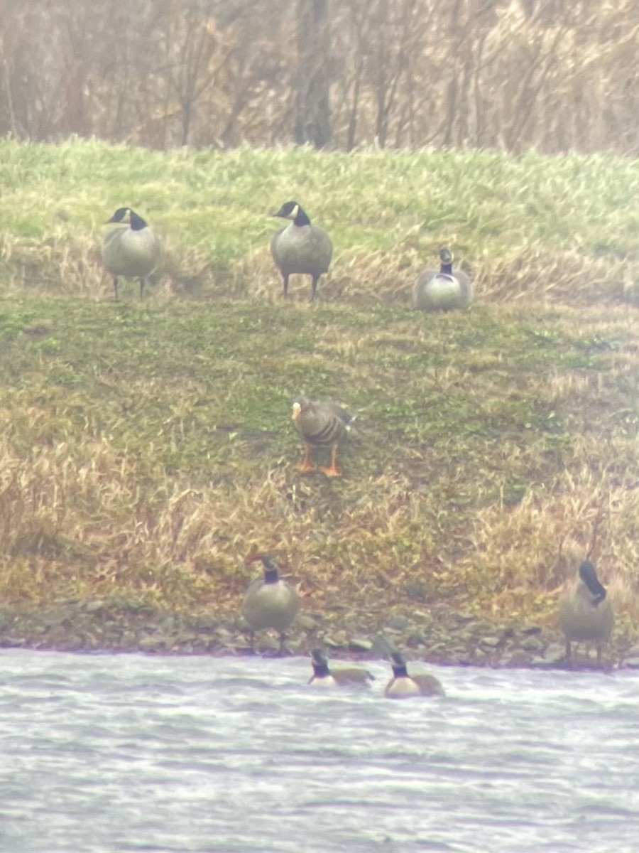 Greater White-fronted Goose - ML402094621