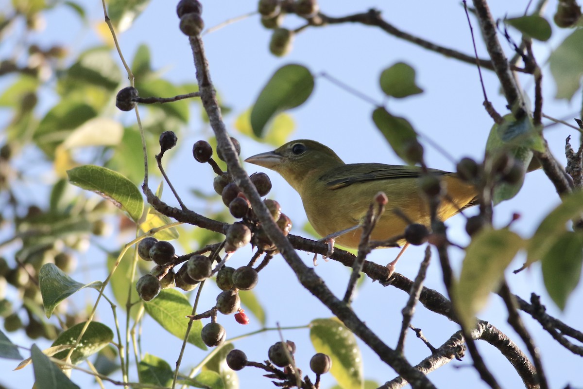 Summer Tanager - ML402095011