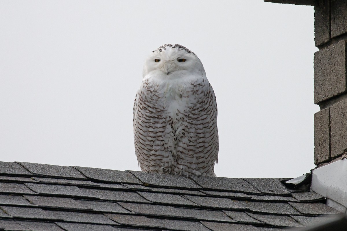 Snowy Owl - ML402096341