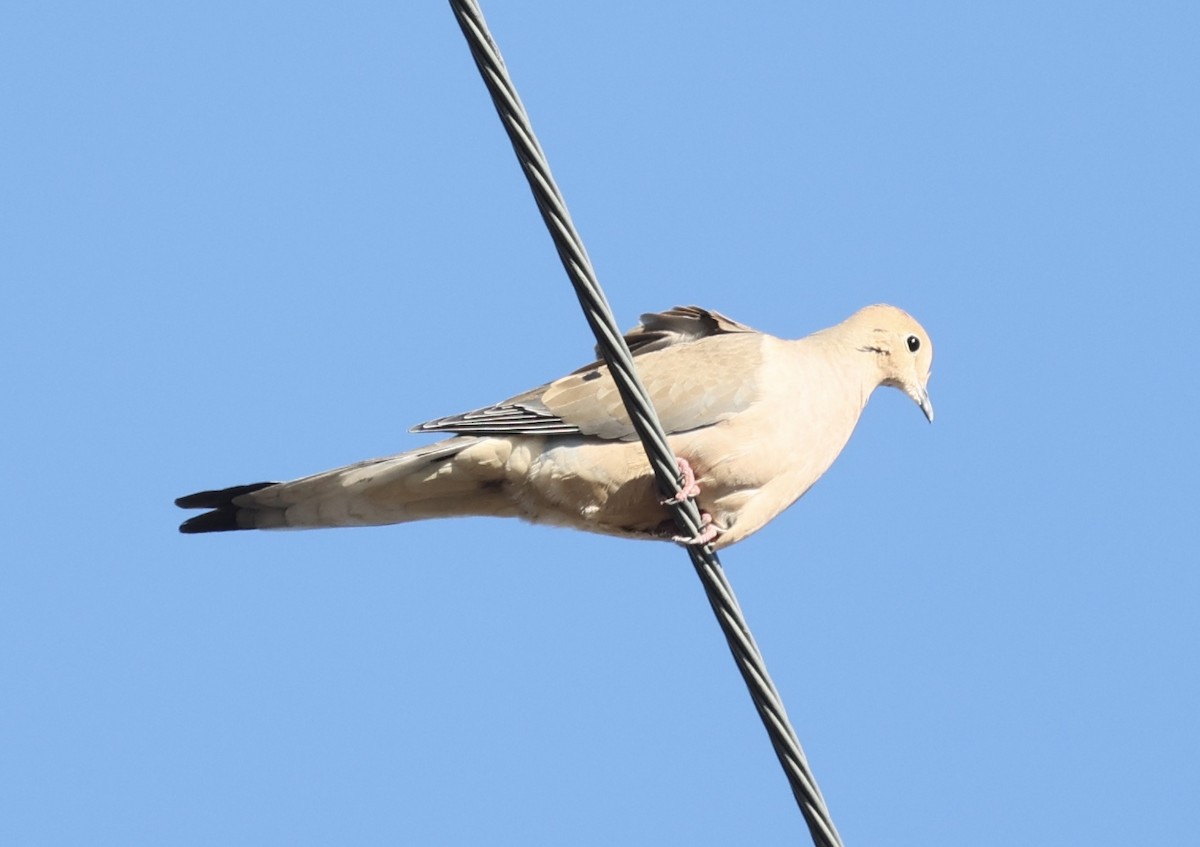 Carolinataube - ML402096921