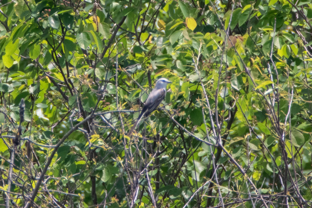 Scissor-tailed Flycatcher - ML402097151