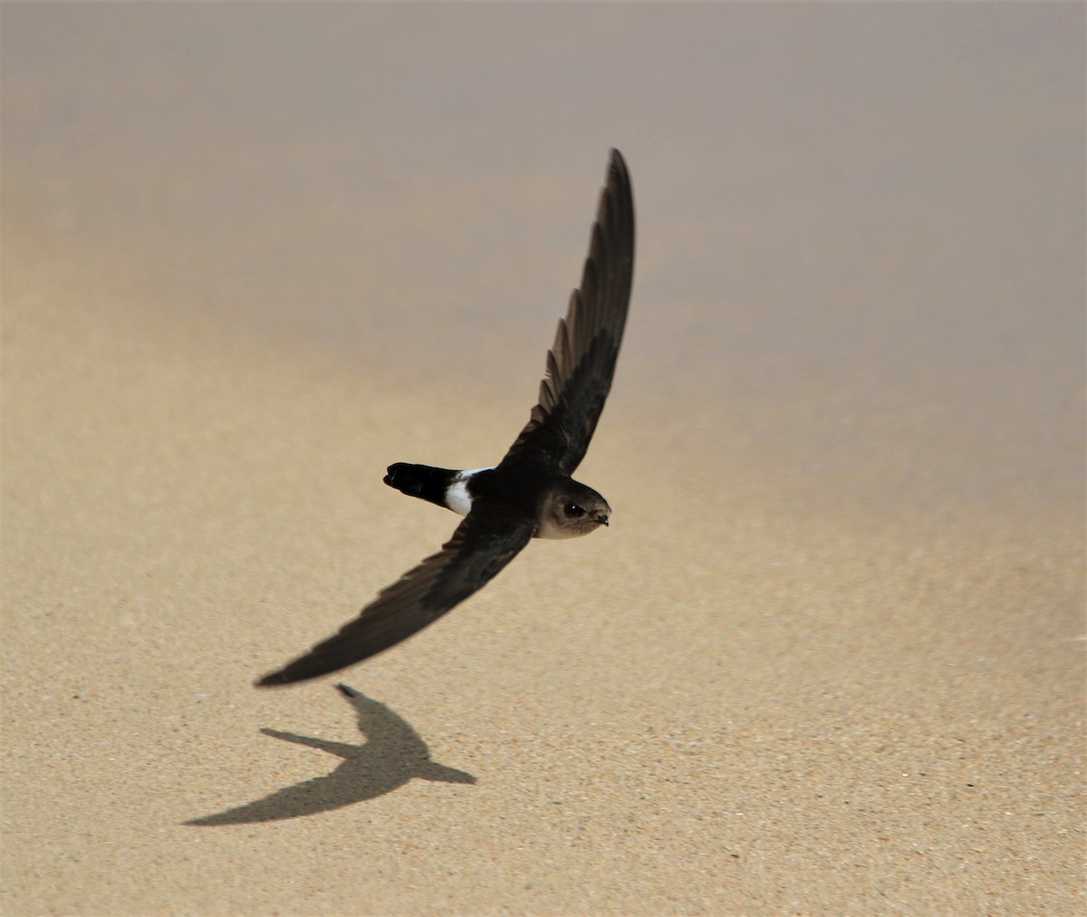Antillean Palm Swift - Richard Donaldson