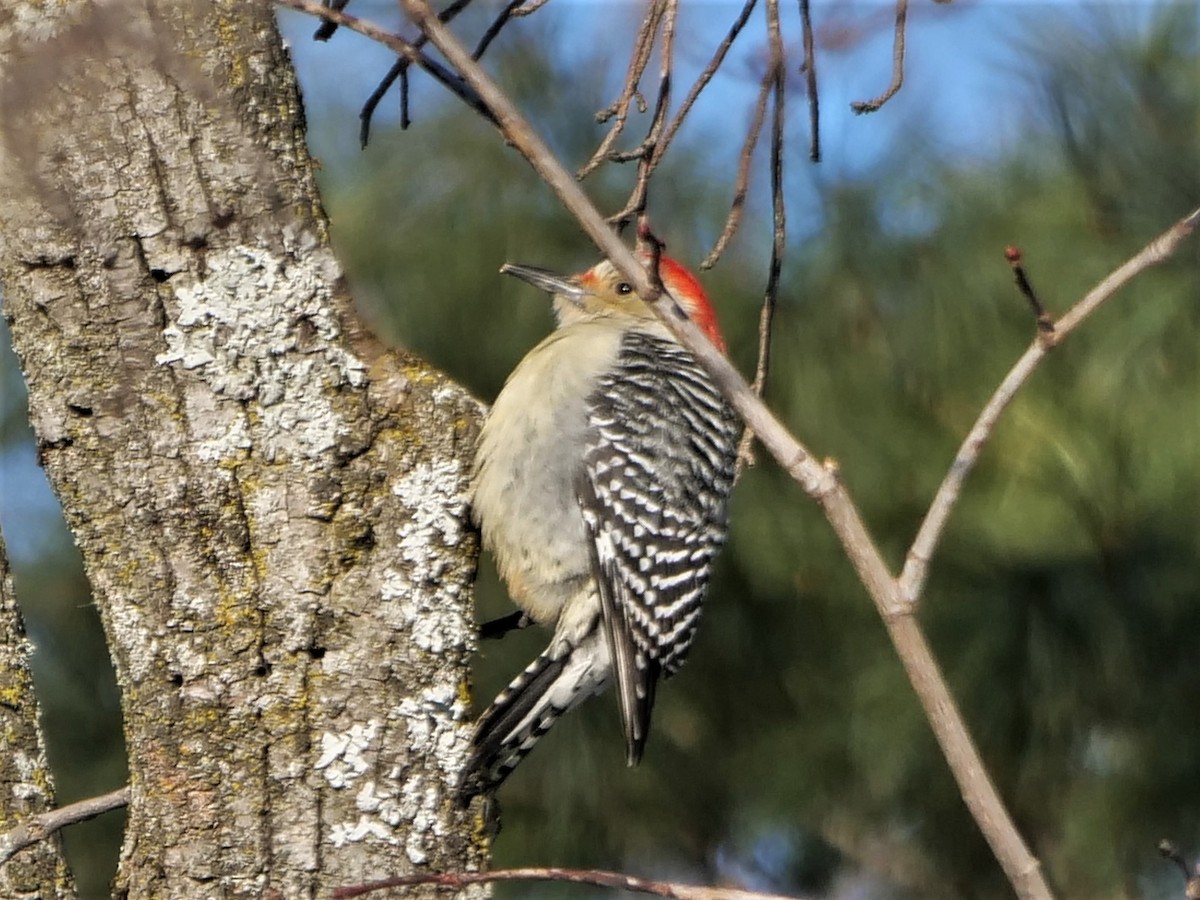 Red-bellied Woodpecker - ML402103461