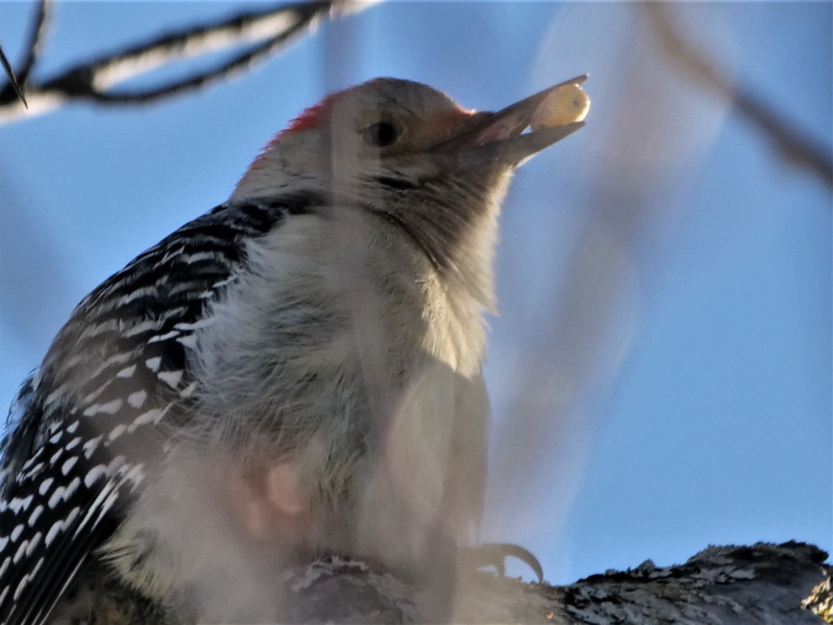 Red-bellied Woodpecker - ML402103471