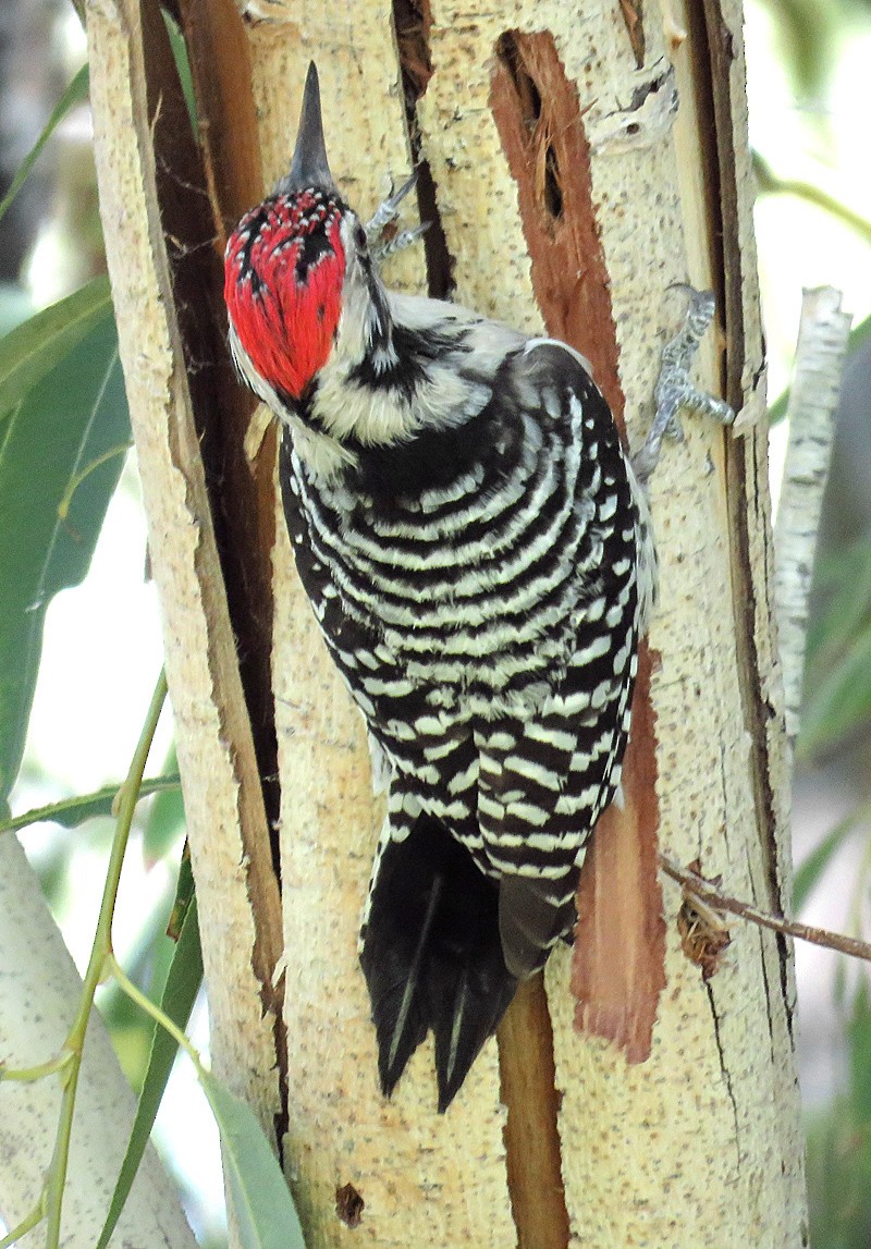 Nuttall's x Ladder-backed Woodpecker (hybrid) - ML40210381