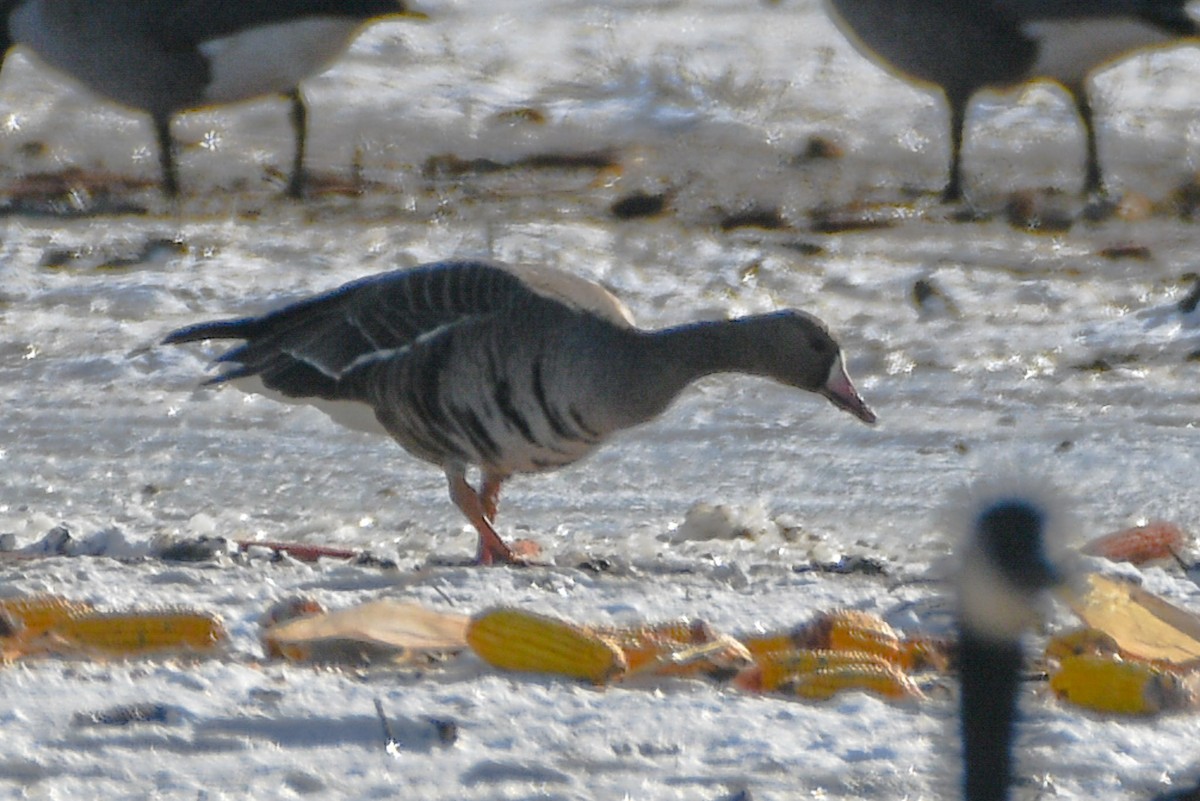 Greater White-fronted Goose - Hedley & Irena Earl