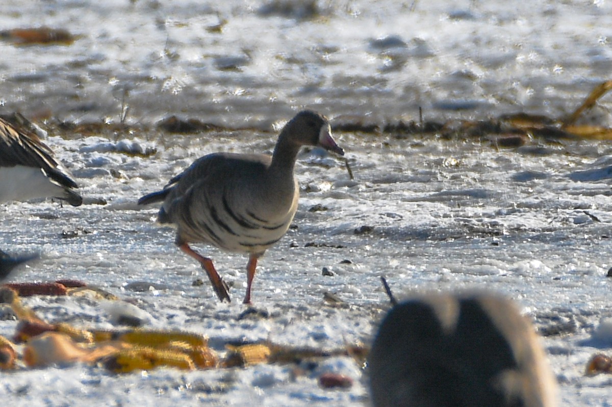 Greater White-fronted Goose - Hedley & Irena Earl