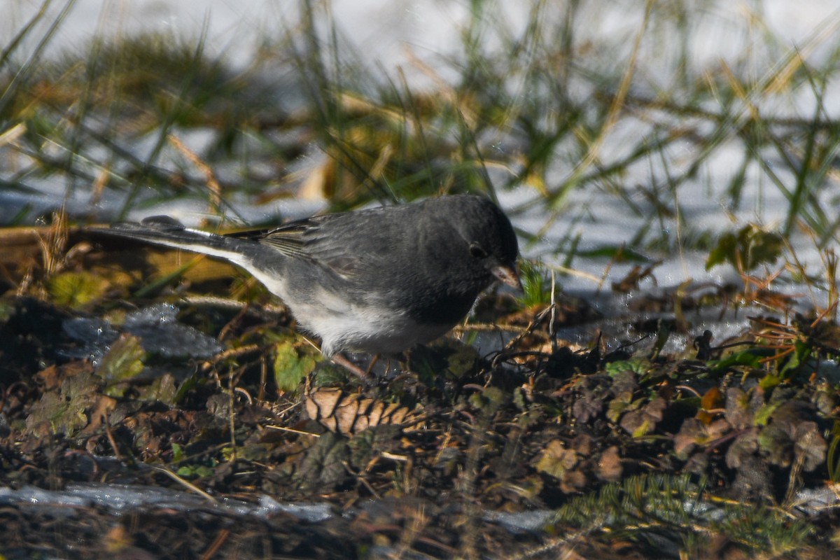 Dark-eyed Junco (Slate-colored) - Hedley & Irena Earl