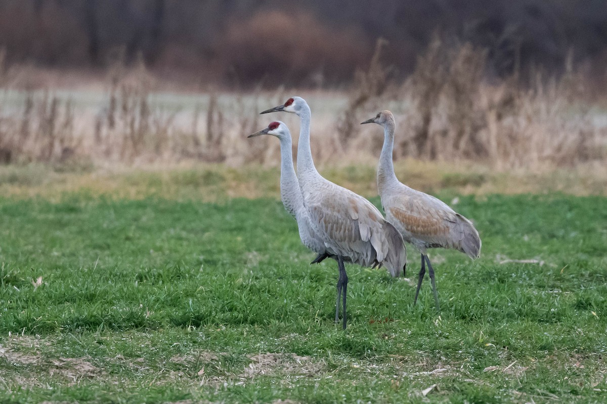 Sandhill Crane (canadensis) - Alex Lamoreaux