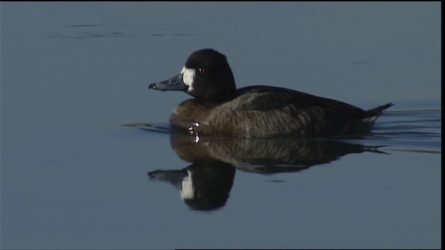 Lesser Scaup - ML402109