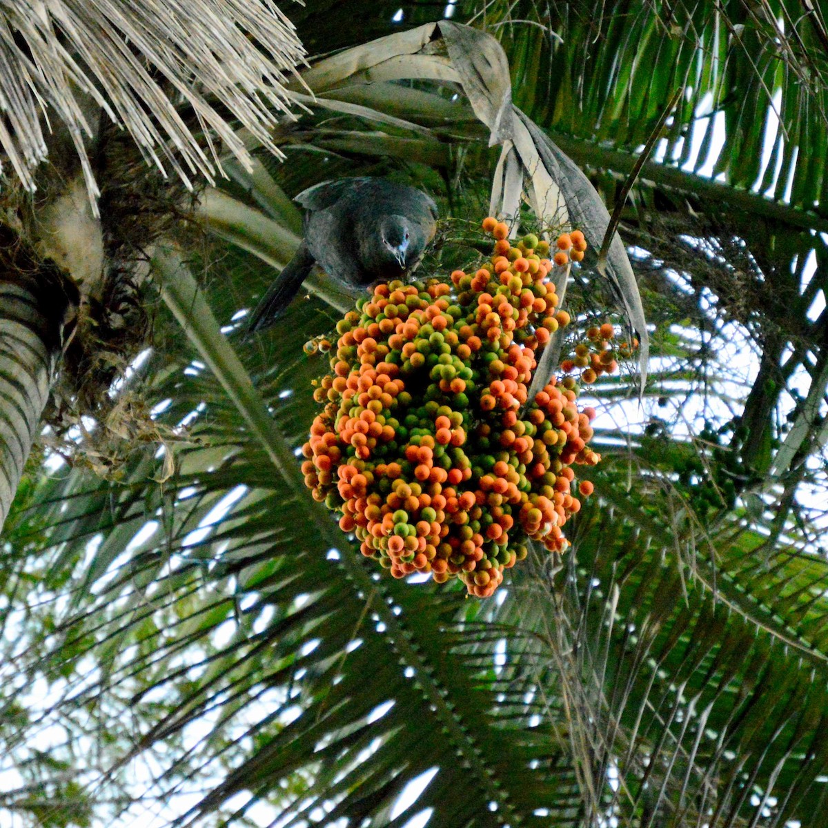 Sickle-winged Guan - ML40210901