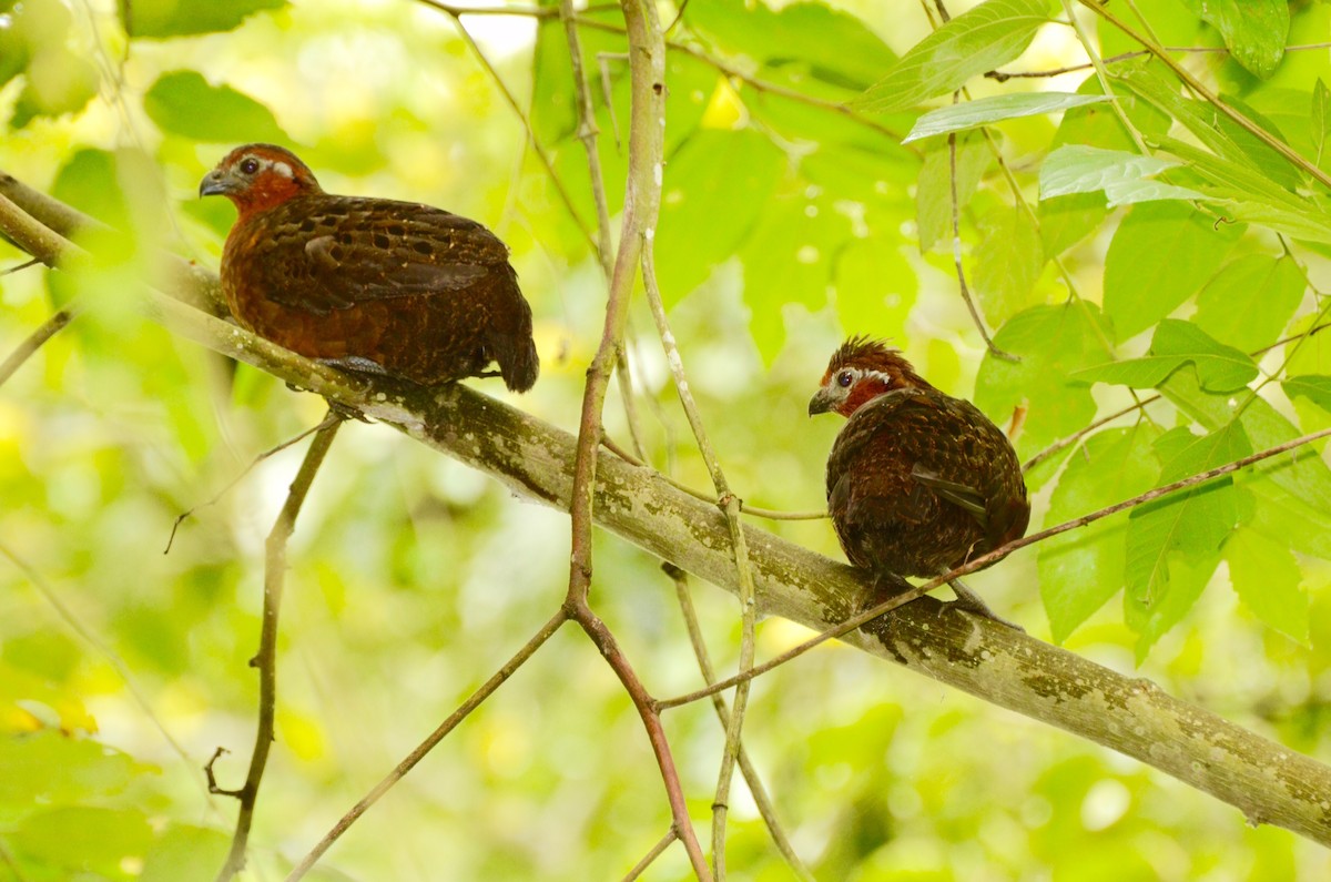 Chestnut Wood-Quail - ML40210941