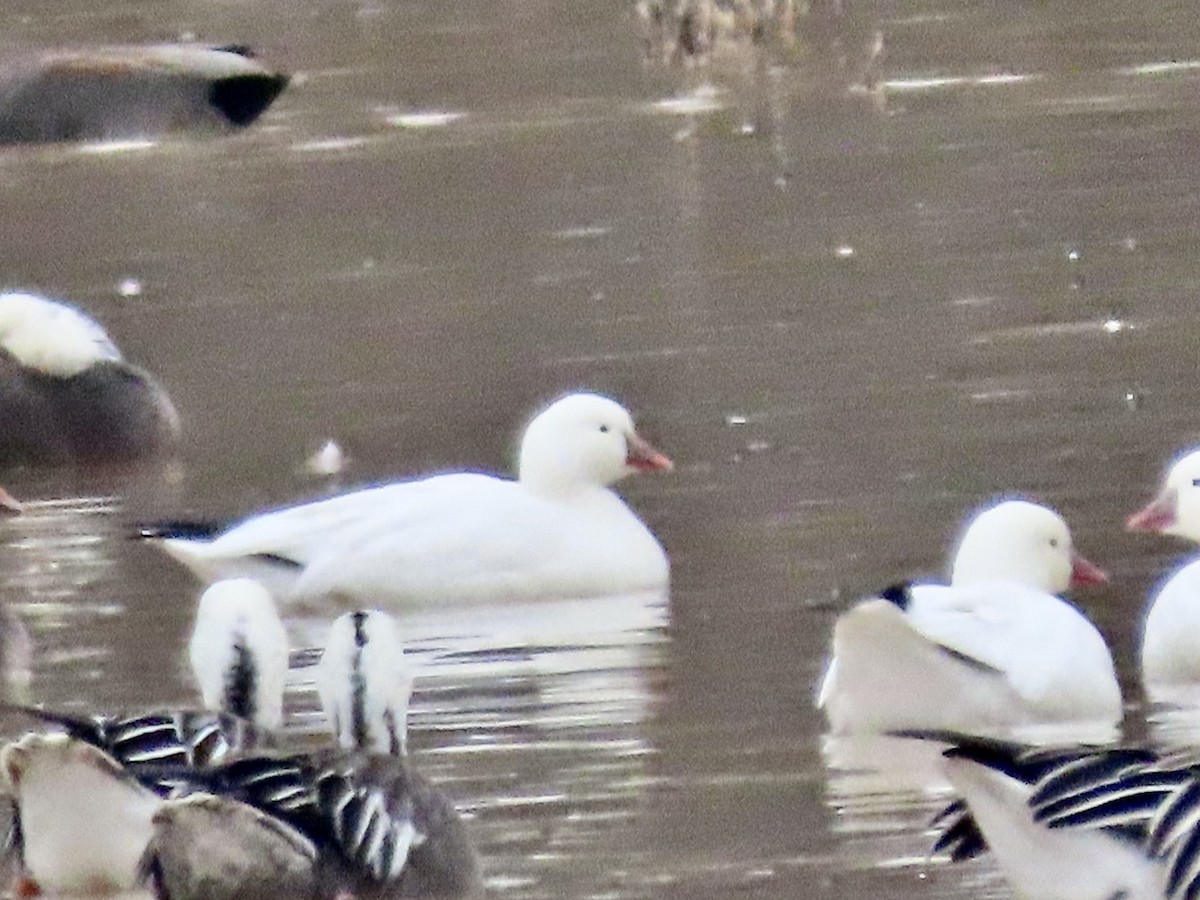 Ross's Goose - ML402109671