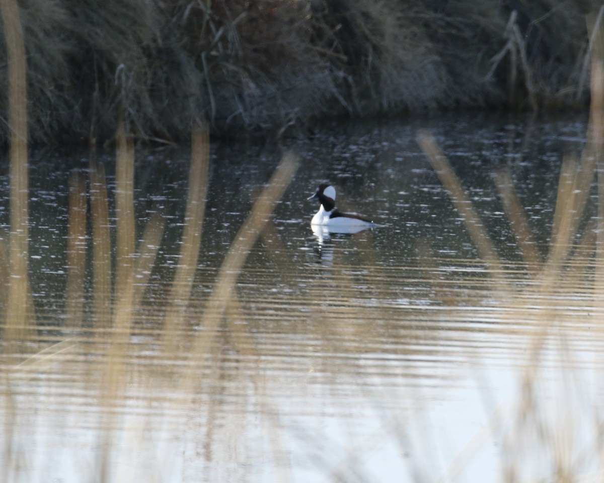 Bufflehead - ML402109881