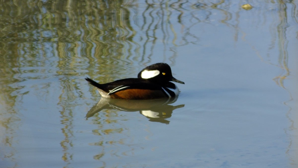 Hooded Merganser - sheryl mcnair