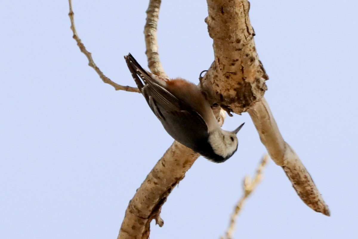 White-breasted Nuthatch - ML402111291