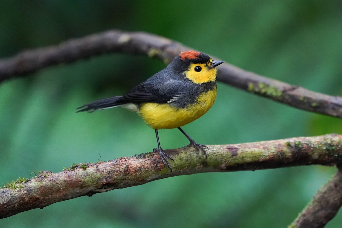 Collared Redstart - Maina Handmaker