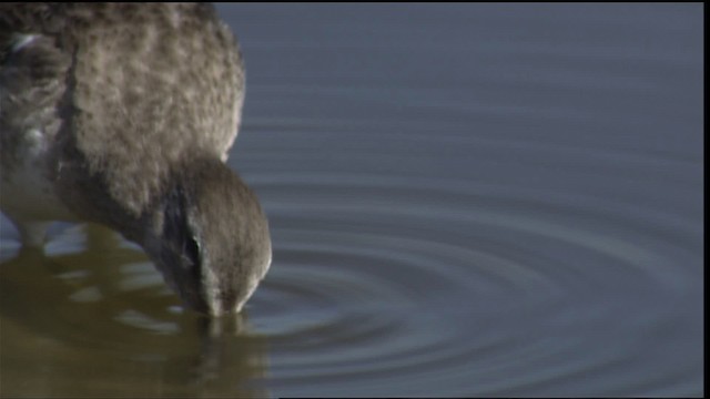 Long-billed Dowitcher - ML402115