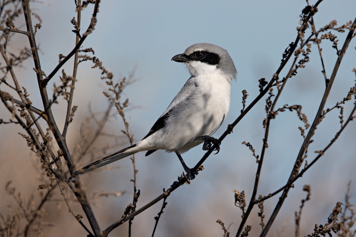 Loggerhead Shrike - ML402115131