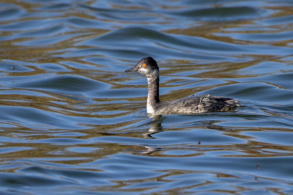 Eared Grebe - ML402115221