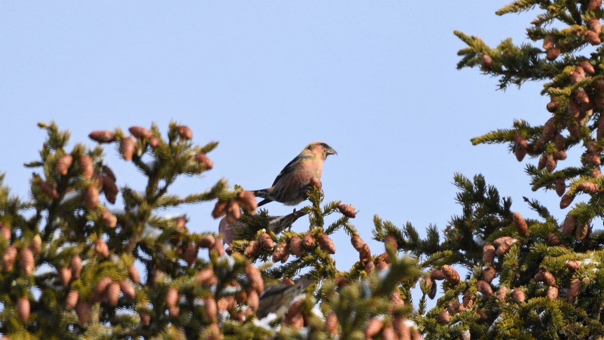 White-winged Crossbill - Marc Poirier