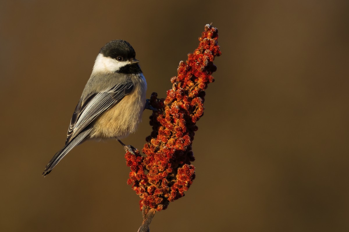 Black-capped Chickadee - ML402115421