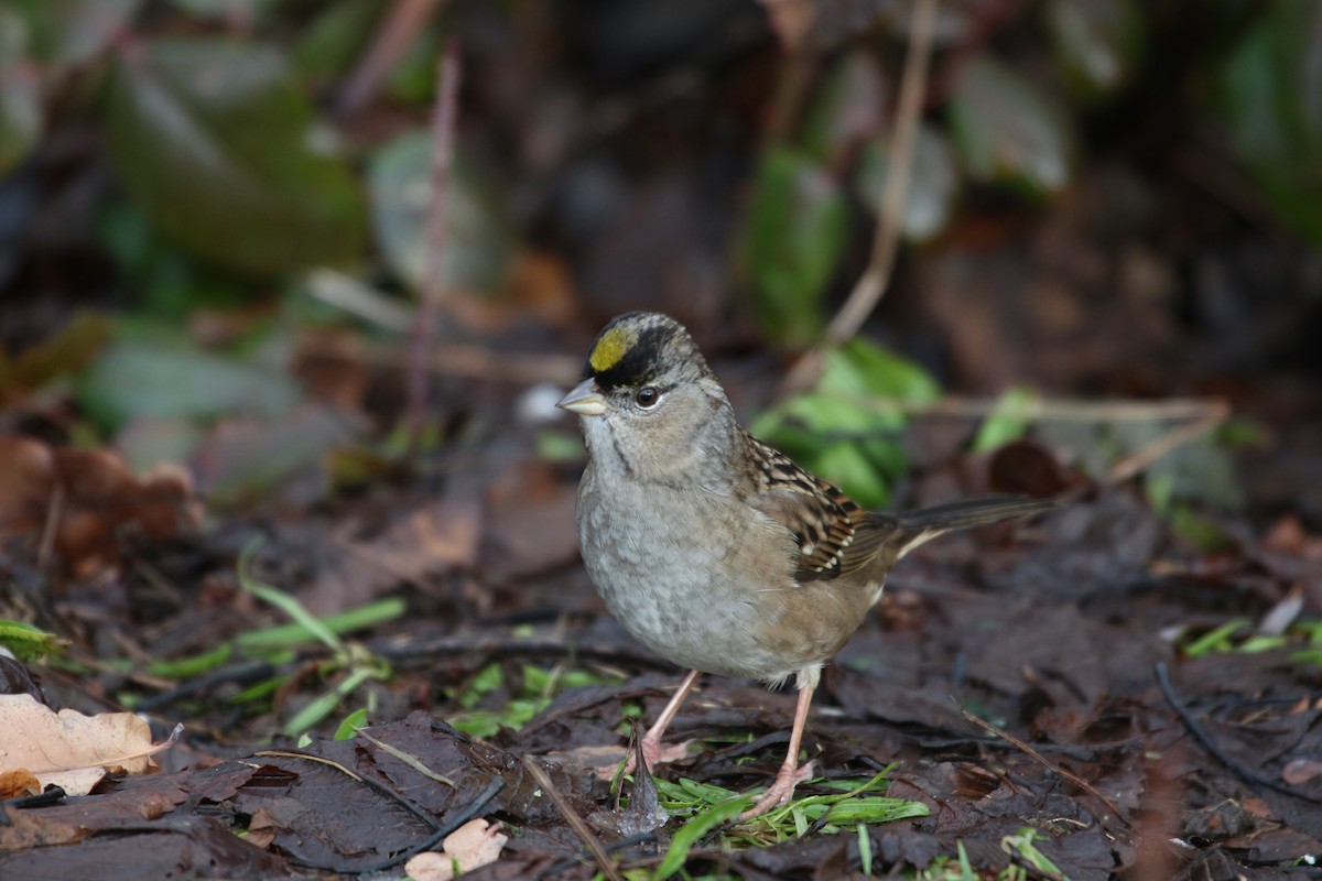 Bruant à couronne dorée - ML402115781