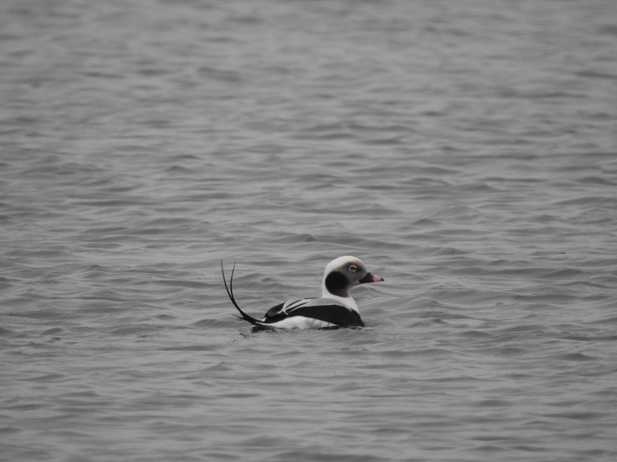 Long-tailed Duck - ML402115891