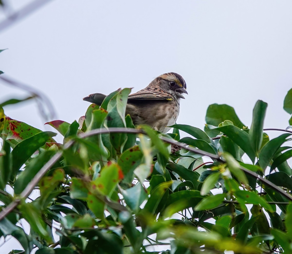 White-throated Sparrow - ML402116321
