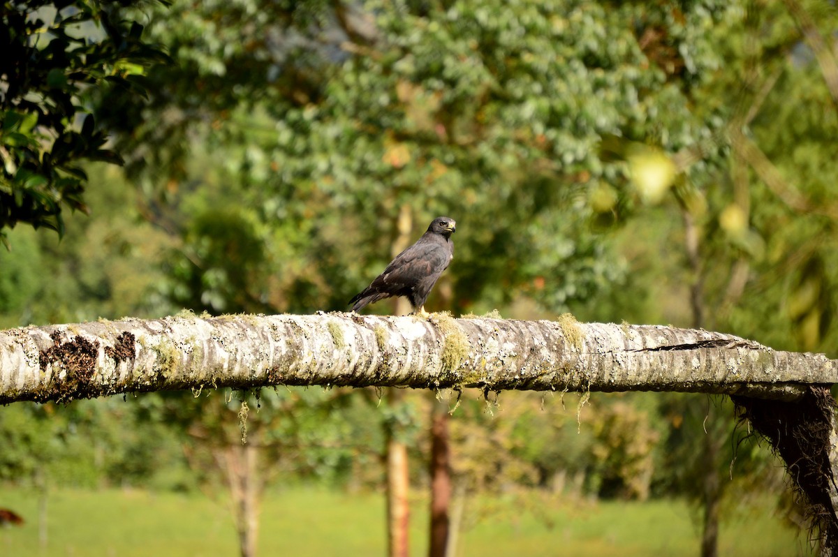 Short-tailed Hawk - ML40211761
