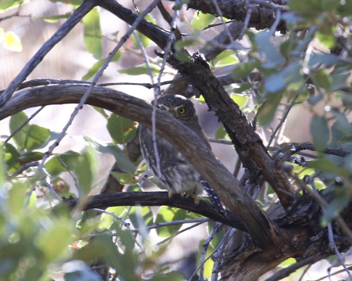 Northern Pygmy-Owl (Mountain) - ML40211771