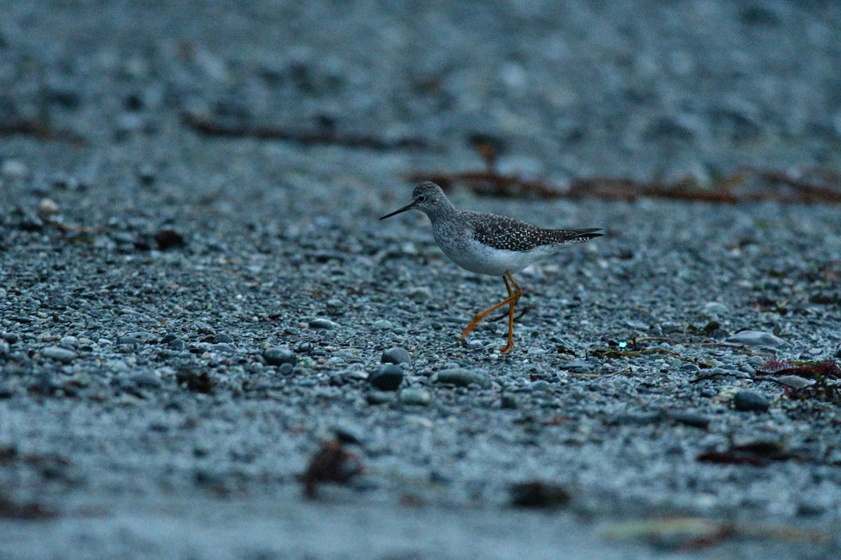 Kuliska hankahori txikia - ML402118171