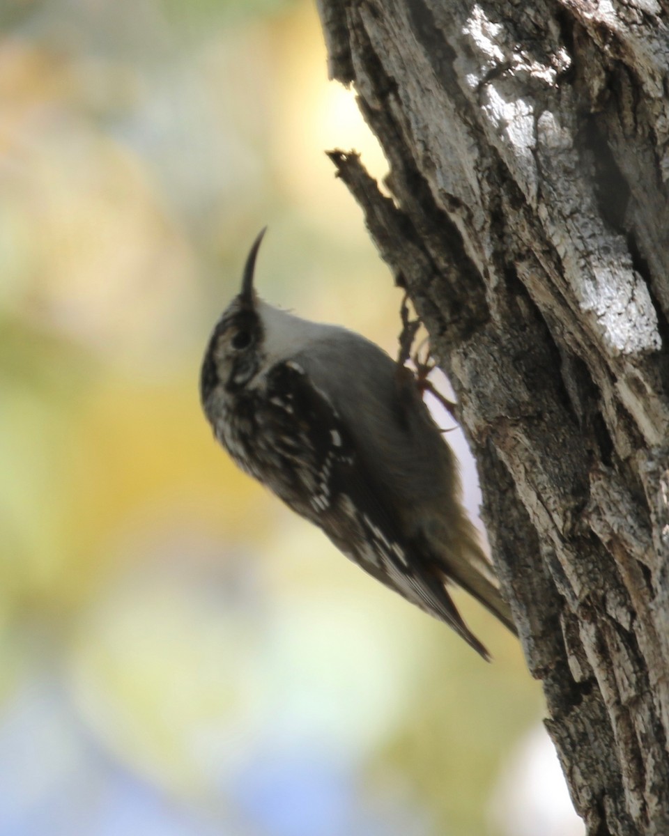 Brown Creeper (albescens/alticola) - ML40211861