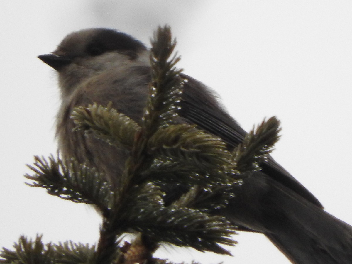 Canada Jay - Scott Gibson