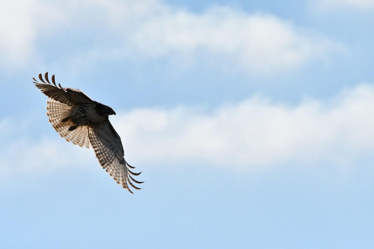 Red-tailed Hawk - ML402119871