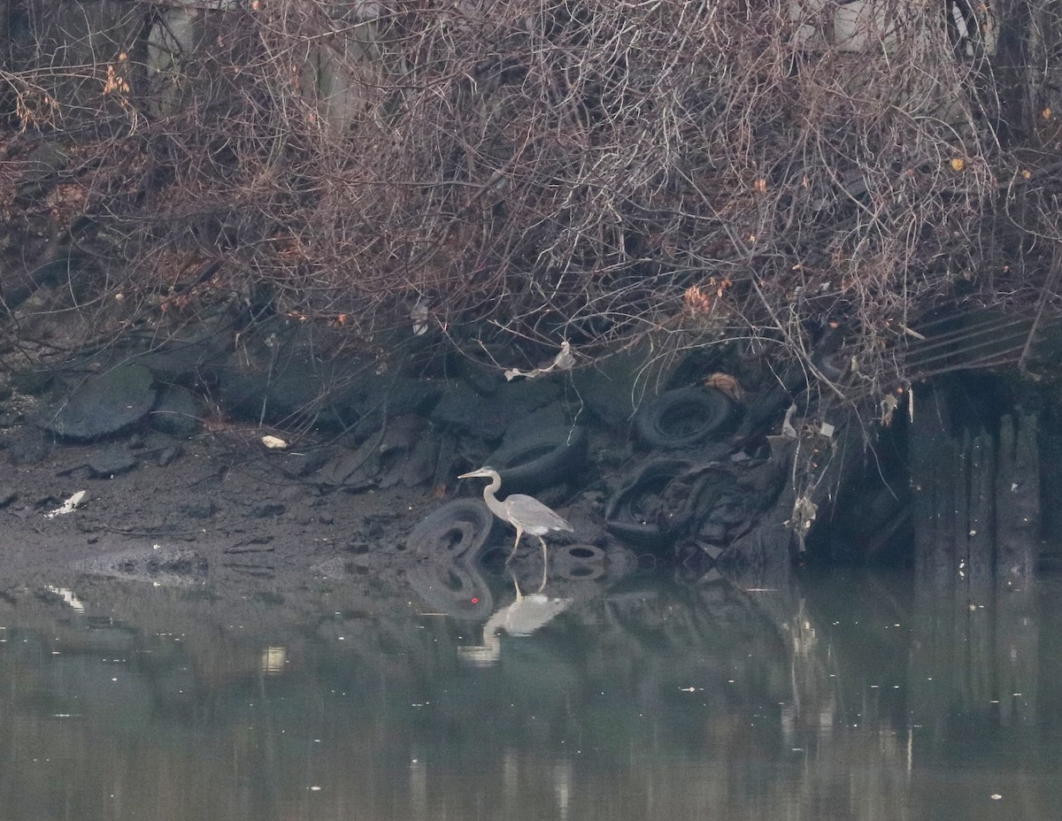 Great Blue Heron - ML402121431