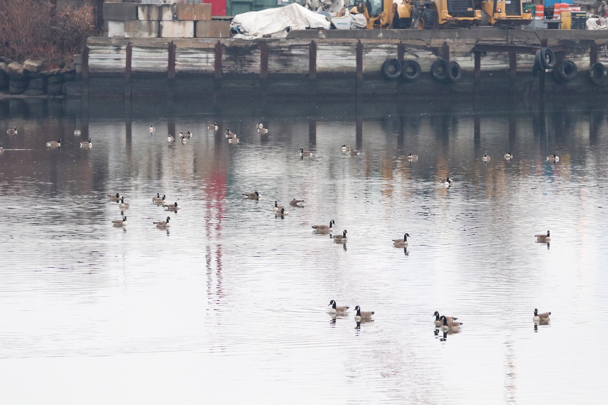 Canada Goose - Laura Goggin