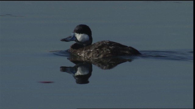 Ruddy Duck - ML402122