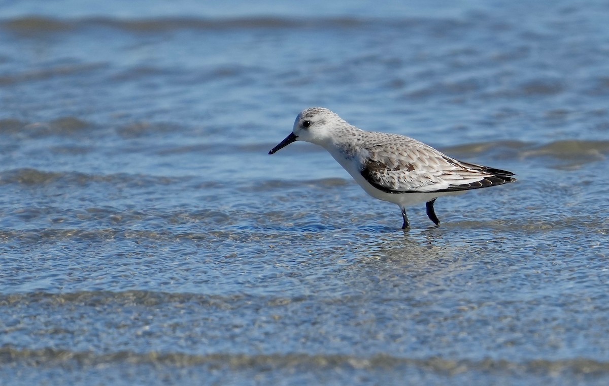 Sanderling - Sunil Thirkannad