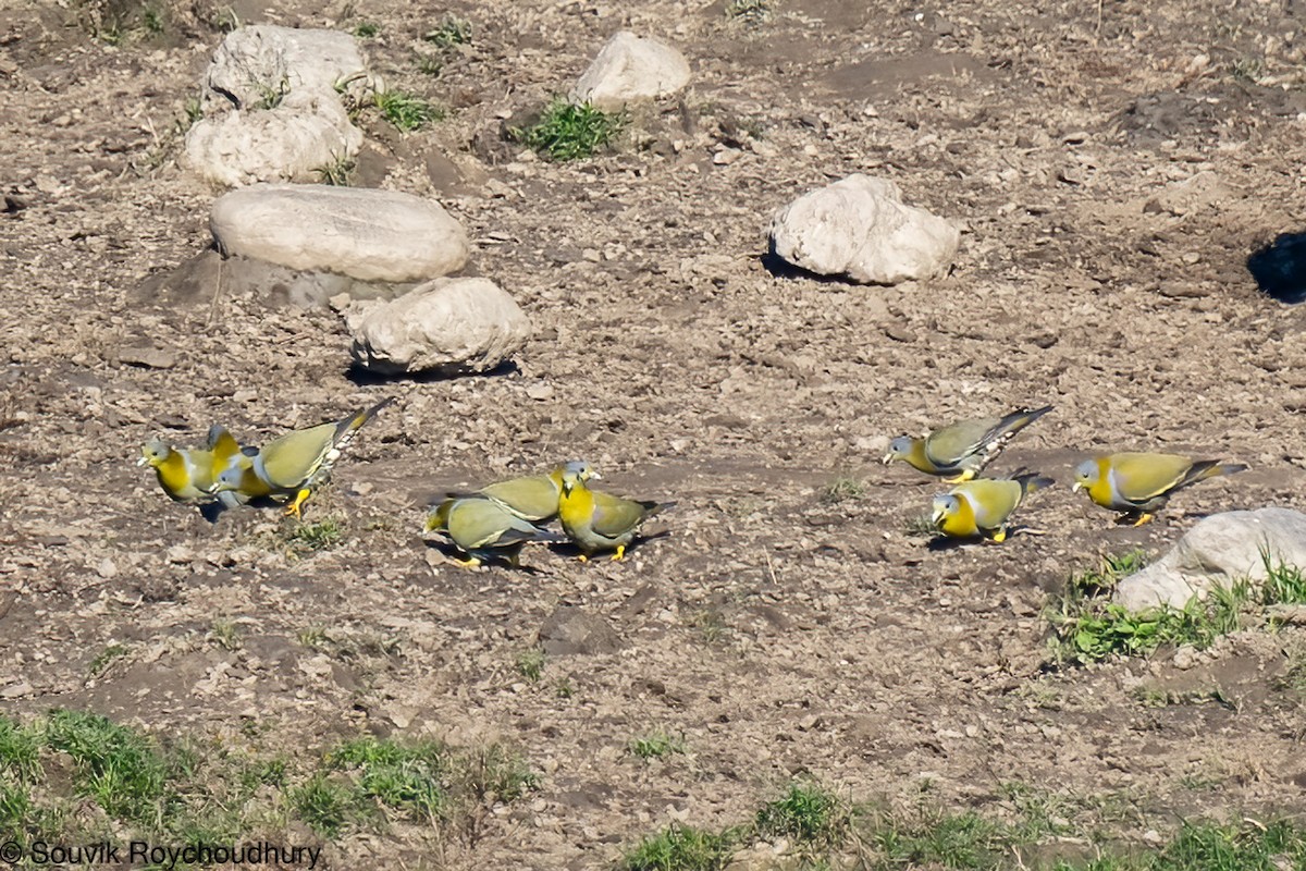 Yellow-footed Green-Pigeon - ML402124081