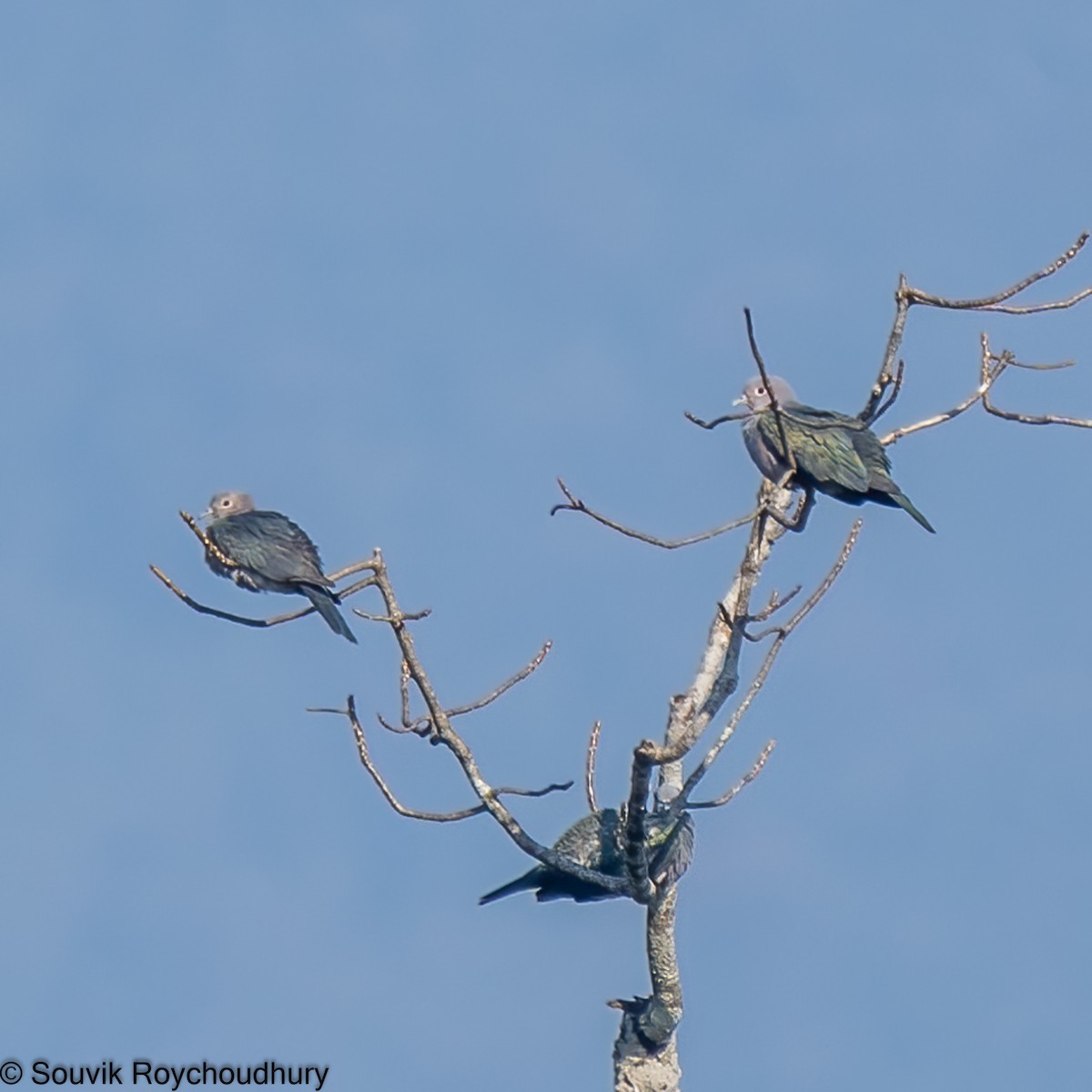 Green Imperial-Pigeon - ML402124221