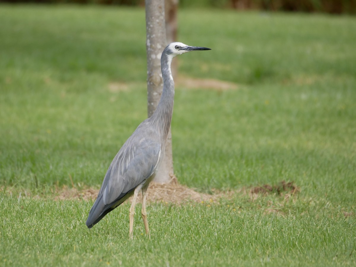 White-faced Heron - Keith Morris