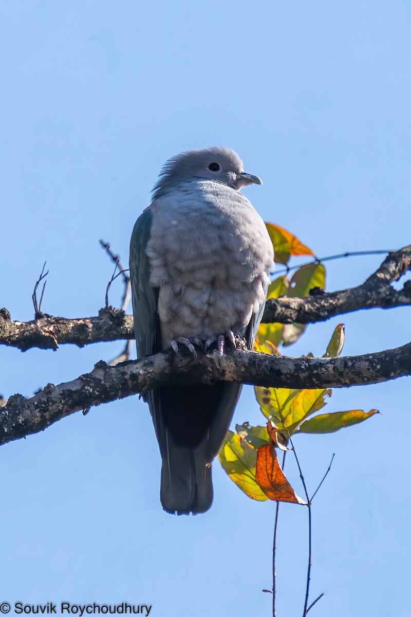 Green Imperial-Pigeon - ML402124271