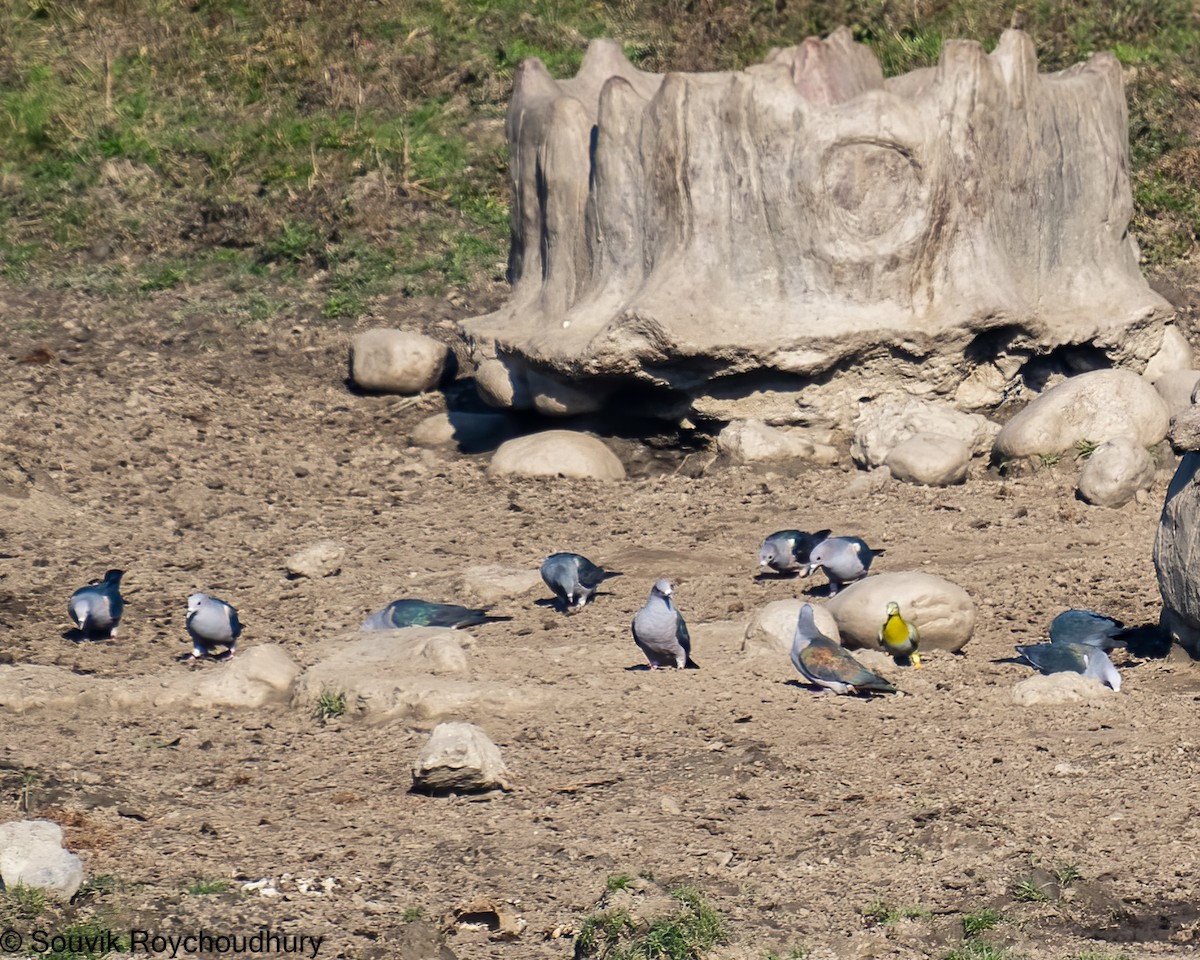 Green Imperial-Pigeon - ML402124291