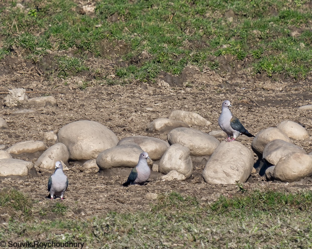 Green Imperial-Pigeon - ML402124311