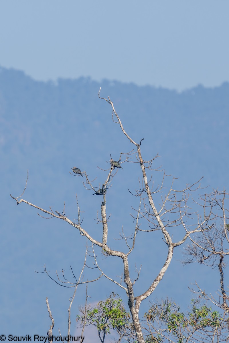 Green Imperial-Pigeon - ML402124351
